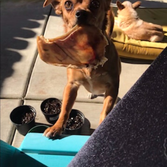 💖🎾🐶BELLA⭐️☀️🦋 - Picture 13 of 14